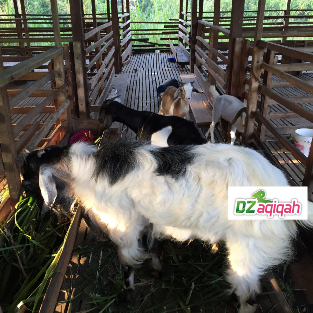 Harga Domba Aqiqah Di Subang Dan Purwakarta