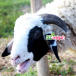 Harga Sapi dan Domba Kurban Tahun Ini di Purwakarta