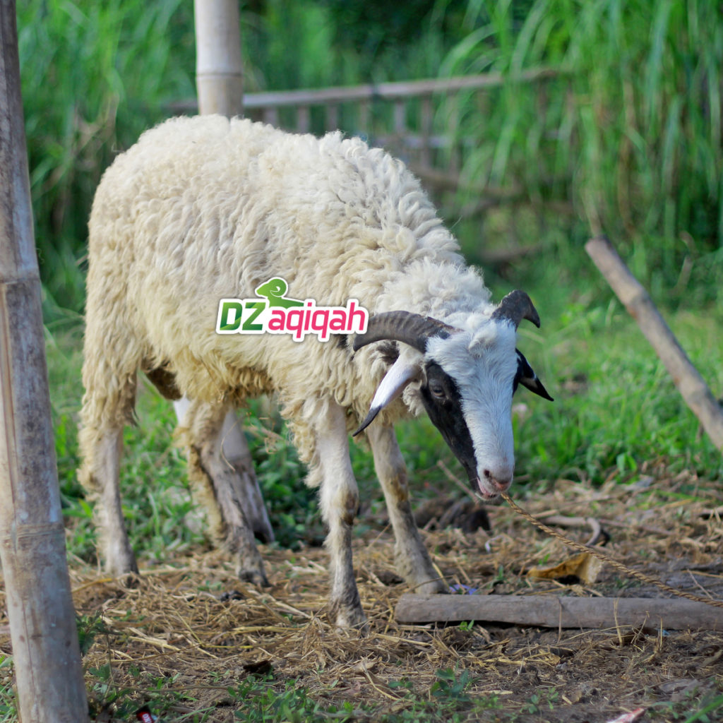 Daftar Harga Domba dan Sapi Kurban di Purwakarta